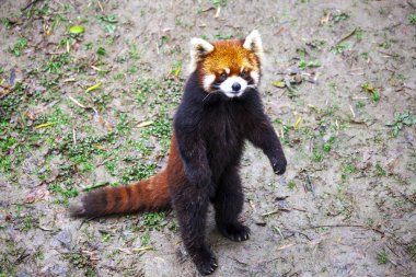 Red Panda. Red Panda arka ayakları üzerinde duruyor. Red Panda portre.