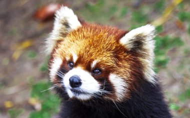 Face the red Panda. The male red Panda on the meadow . China. clipart
