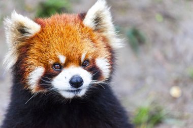 Yüz kırmızı Panda. Erkek kırmızı Panda çayır üzerinde. Çin.