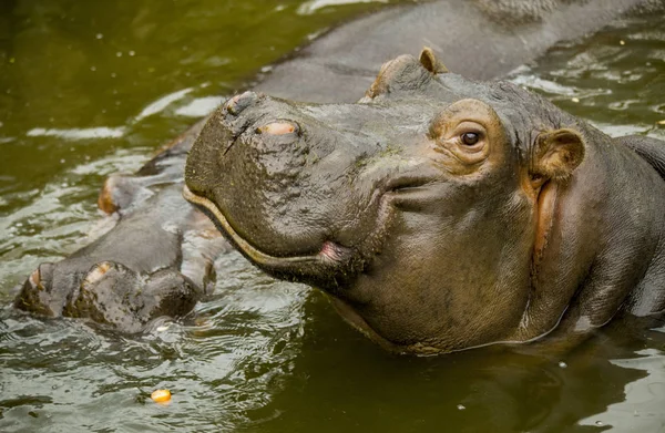 Een grote Behemoth. Nijlpaard met open mond in water. — Stockfoto