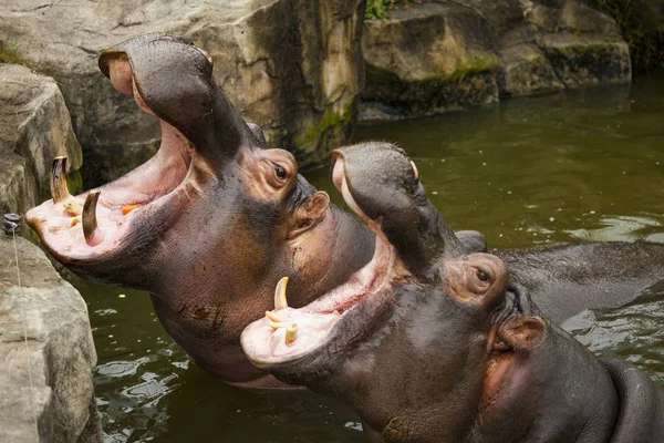 Кілька гіпопотів у річці. Гіпопопос відкрив роти, чекаючи їжі . — стокове фото