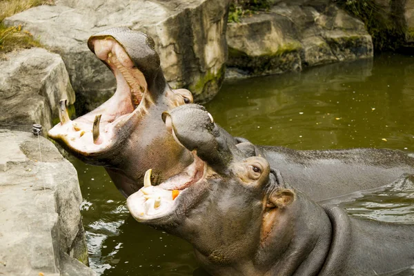 Een paar van nijlpaarden in de rivier. De nijlpaarden geopend hun mond te wachten voor de menselijke voeding. — Stockfoto