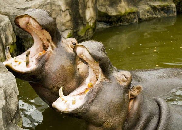 Een paar van nijlpaarden in de rivier. De nijlpaarden geopend hun mond te wachten voor de menselijke voeding. — Stockfoto