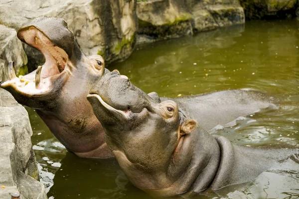 Um par de hipopótamos africanos ferozes. Os hipopótamos abriram a boca à espera de comida. . — Fotografia de Stock