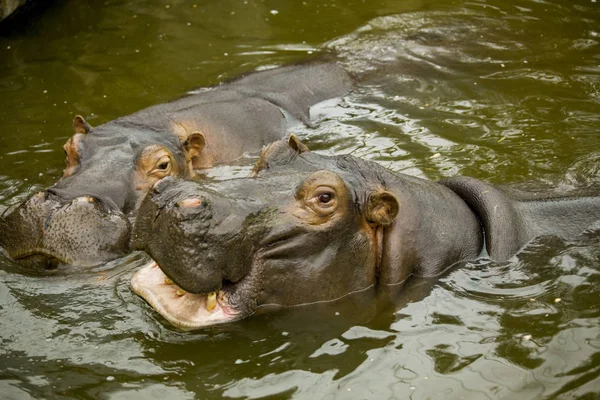 Um par de hipopótamos africanos ferozes. Os hipopótamos abriram a boca à espera de comida. . — Fotografia de Stock