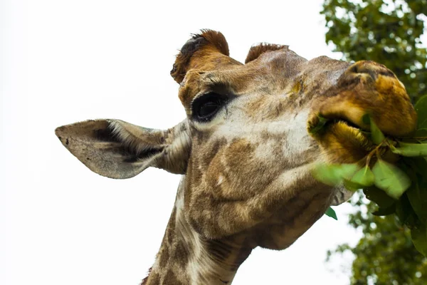 Giraffe eating leaves of a tree. Head closeup of a giraffe walking in the Savannah. — Stock Photo, Image
