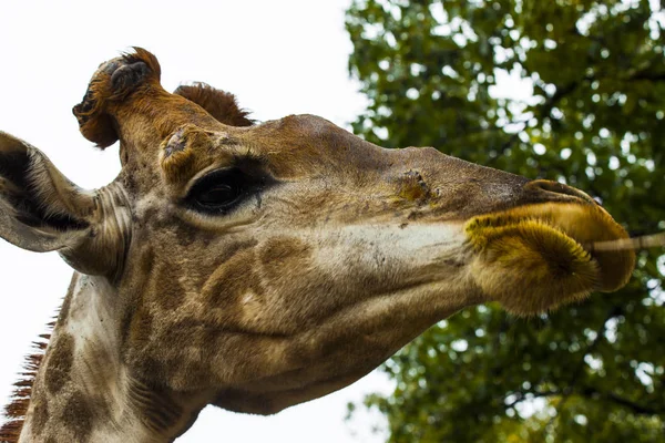 Giraffe eating leaves of a tree. Head closeup of a giraffe walking in the Savannah. — Stock Photo, Image