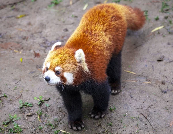 Der männliche Rote Panda steht auf der Wiese. China. — Stockfoto