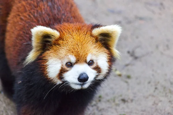 Der männliche Rote Panda steht auf der Wiese. China. — Stockfoto