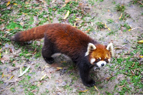 Der männliche Rote Panda steht auf der Wiese. China. — Stockfoto