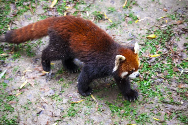 Der männliche Rote Panda steht auf der Wiese. China. — Stockfoto