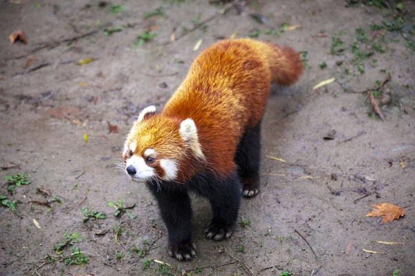 O Panda vermelho macho está no prado. China . — Fotografia de Stock