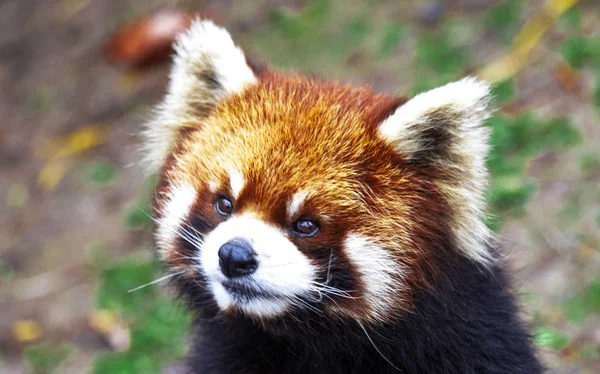 Face the red Panda. The male red Panda on the meadow . China.