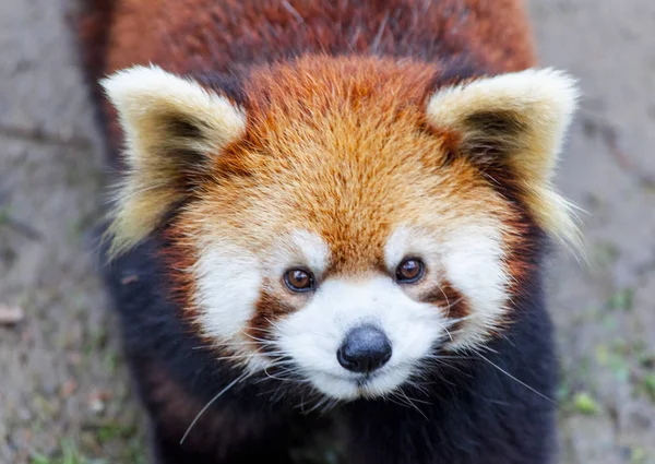 Enfrenta o Panda vermelho. O Panda vermelho macho no prado. China . — Fotografia de Stock