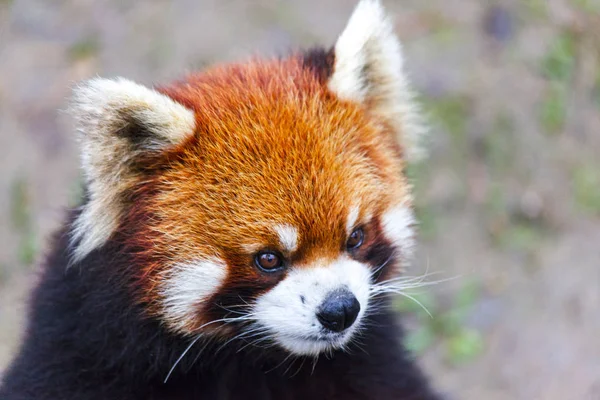 Face the red Panda. The male red Panda on the meadow . China. — Stock Photo, Image