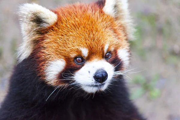 Enfréntate al Panda rojo. El panda rojo masculino en el prado. China. . —  Fotos de Stock