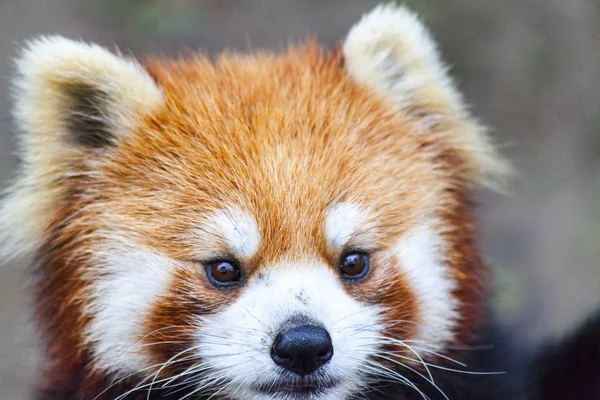 Geconfronteerd met de Rode Panda. De mannelijke Rode Panda op de weide. China. — Stockfoto