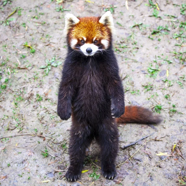 Red Panda. Red Panda stands on its hind legs.Red Panda closeup