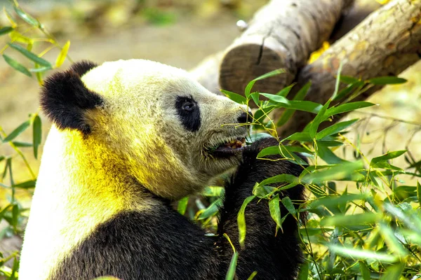 Riesenpanda-Porzellan. Panda frisst Bambus. — Stockfoto