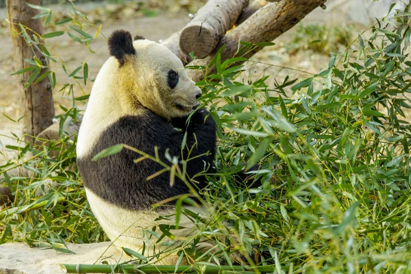 자이언트 판다의 중국입니다. 팬더는 대나무를 먹는다. — 스톡 사진