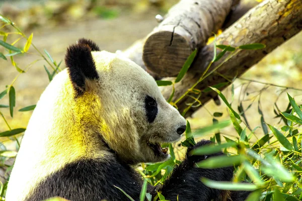 Riesenpanda-Porzellan. Panda frisst Bambus. — Stockfoto