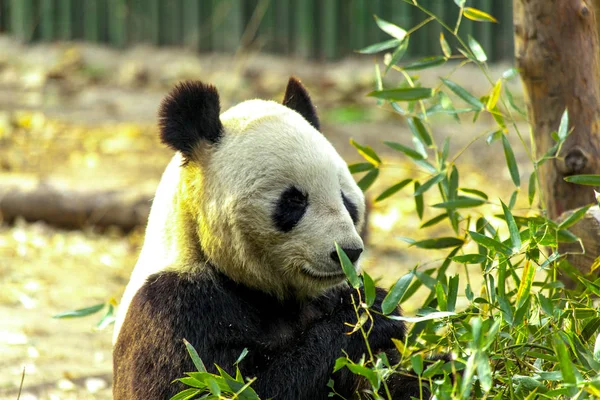 Riesenpanda-Porzellan. Panda frisst Bambus. — Stockfoto