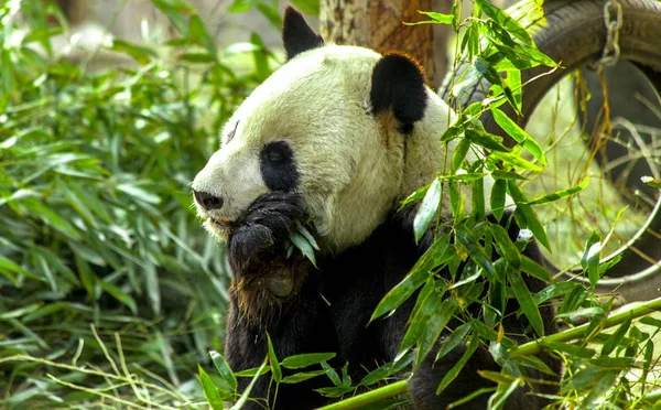 Primer plano del Panda Gigante. Panda comiendo brotes de bambú —  Fotos de Stock