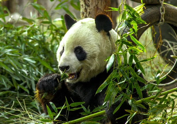 Großer Panda aus nächster Nähe. Panda frisst Triebe aus Bambus — Stockfoto