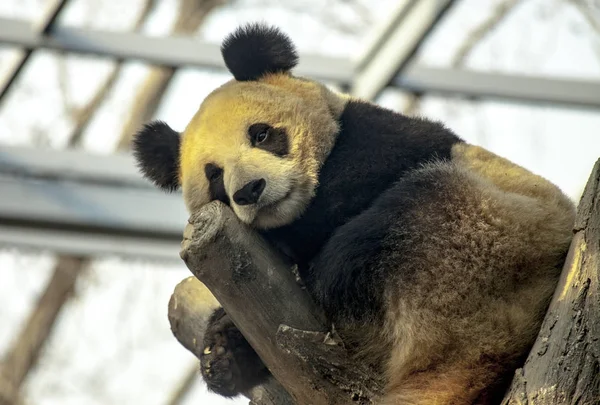 Panda gigante che dorme su un albero. Primo piano del panda . — Foto Stock
