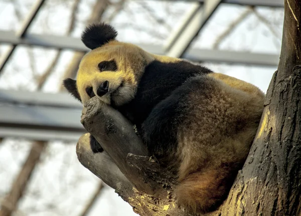 Riesenpanda schläft in einem Baum. Panda-Nahaufnahme. — Stockfoto