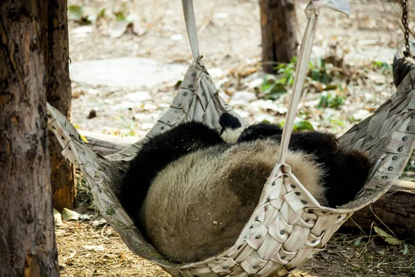 Obří Panda spí v houpací síti v zoo. Čína. — Stock fotografie