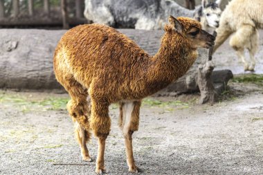 Lama yüz portre. Lama glama. Peru gruptaki Lama glama.