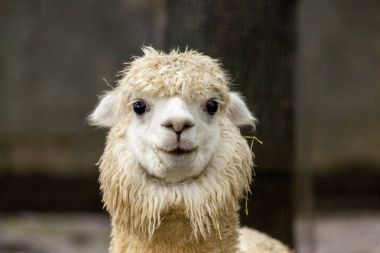 Kadın Lama. Lama yüz portre. Lama glama. Peru gruptaki Lama glama.