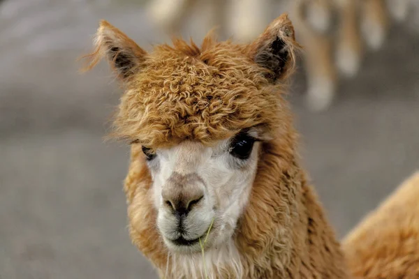 Lama face close-up. Lama Glama. Lama glama na fazenda no Peru . — Fotografia de Stock