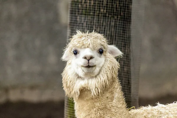 A lama feminina. Lama face close-up. Lama Glama. Lama glama na fazenda no Peru . — Fotografia de Stock