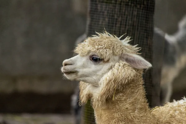 La lama femmina. Primo piano con la faccia da lama. Lama glama. Lama glama nella fattoria in Perù . — Foto Stock