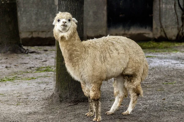 La lama femmina. Primo piano con la faccia da lama. Lama glama. Lama glama nella fattoria in Perù . — Foto Stock