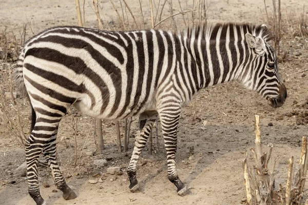 Zebra. Large horse Zebra in the Savannah, Kenya. — Stock Photo, Image