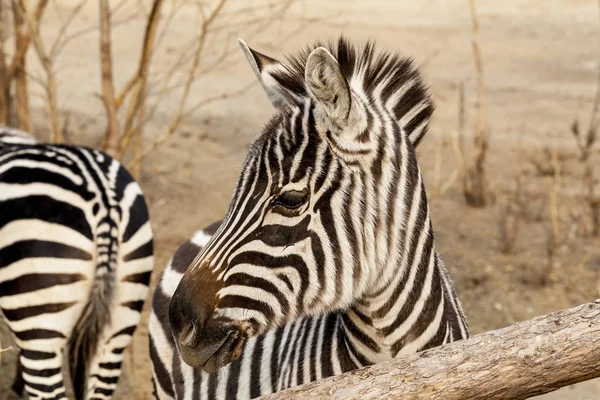 Zebra. Grande cavallo Zebra nella Savannah, Kenya . — Foto Stock