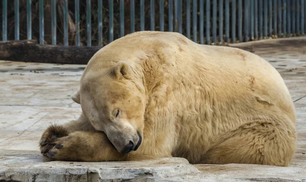 今すぐホワイト シロクマ動物園岩の上に寝ているシロクマ. — ストック写真