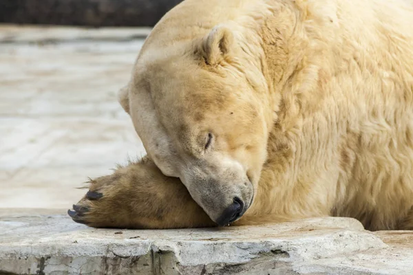 동물원에서 북극 백 곰 곰 바위에 자. — 스톡 사진