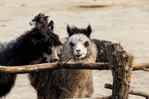 Lama glama. Lama glama nella fattoria in Perù . — Foto Stock