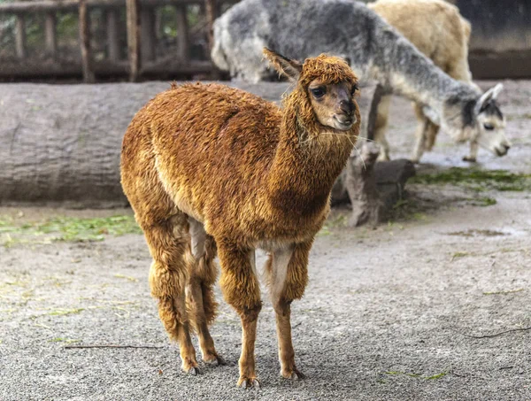 Lama visage gros plan. Lama Glama. Lama glama à la ferme au Pérou . — Photo