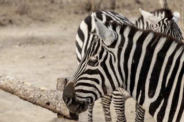 Zebra. Velký kůň Zebra v Savannah, Keňa. — Stock fotografie