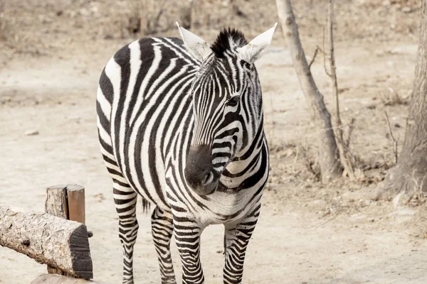 Zebra. Velký kůň Zebra v Savannah, Keňa. — Stock fotografie