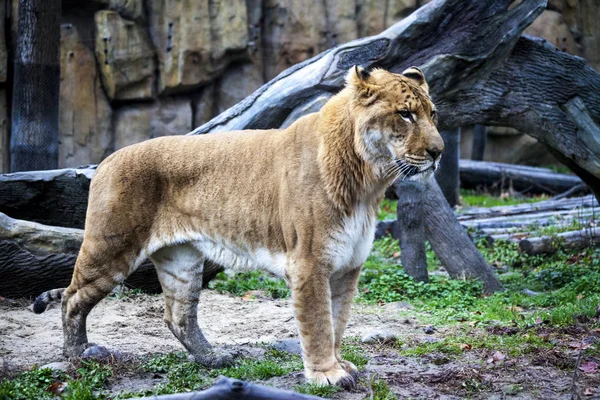 白虎在动物园的鸟舍散步。Ligr狮子和老虎的杂交。一个大的男性 ligra. — 图库照片