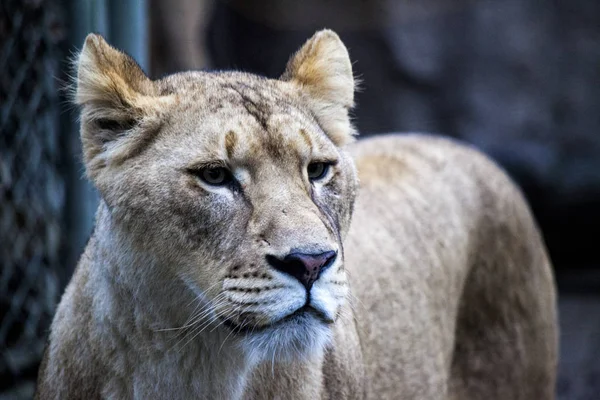 Wielki lygrys na spacer w wolierze zoo. Ligr. Hybryda lwa i tygrysa. Duży męski ligra — Zdjęcie stockowe