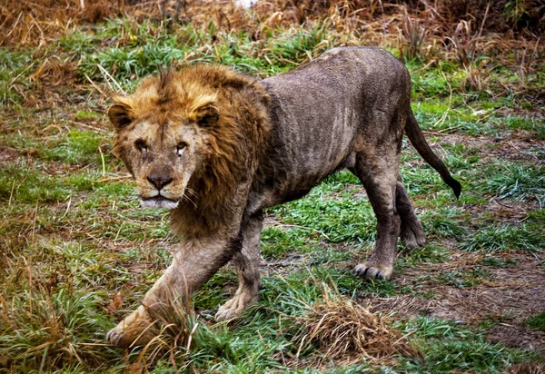 Ligr. Un ibrido di leone e tigre. Una grande ligra maschile . — Foto Stock