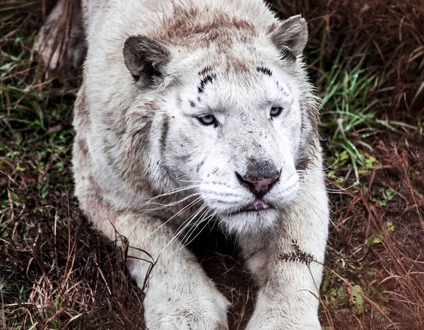 Il ligr bianco giace una passeggiata nella voliera dello zoo. Ligr. Un ibrido di leone e tigre. Una grande ligra maschile . — Foto Stock