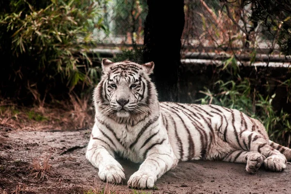 Білий тигр. Білий тигр лежить у вольєрах зоопарк. Сибірський тигр, Тигр амурський. — стокове фото